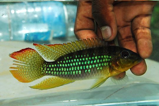 Twee nieuwe onbeschreven Parananochromis soorten uit Kameroen NVC web